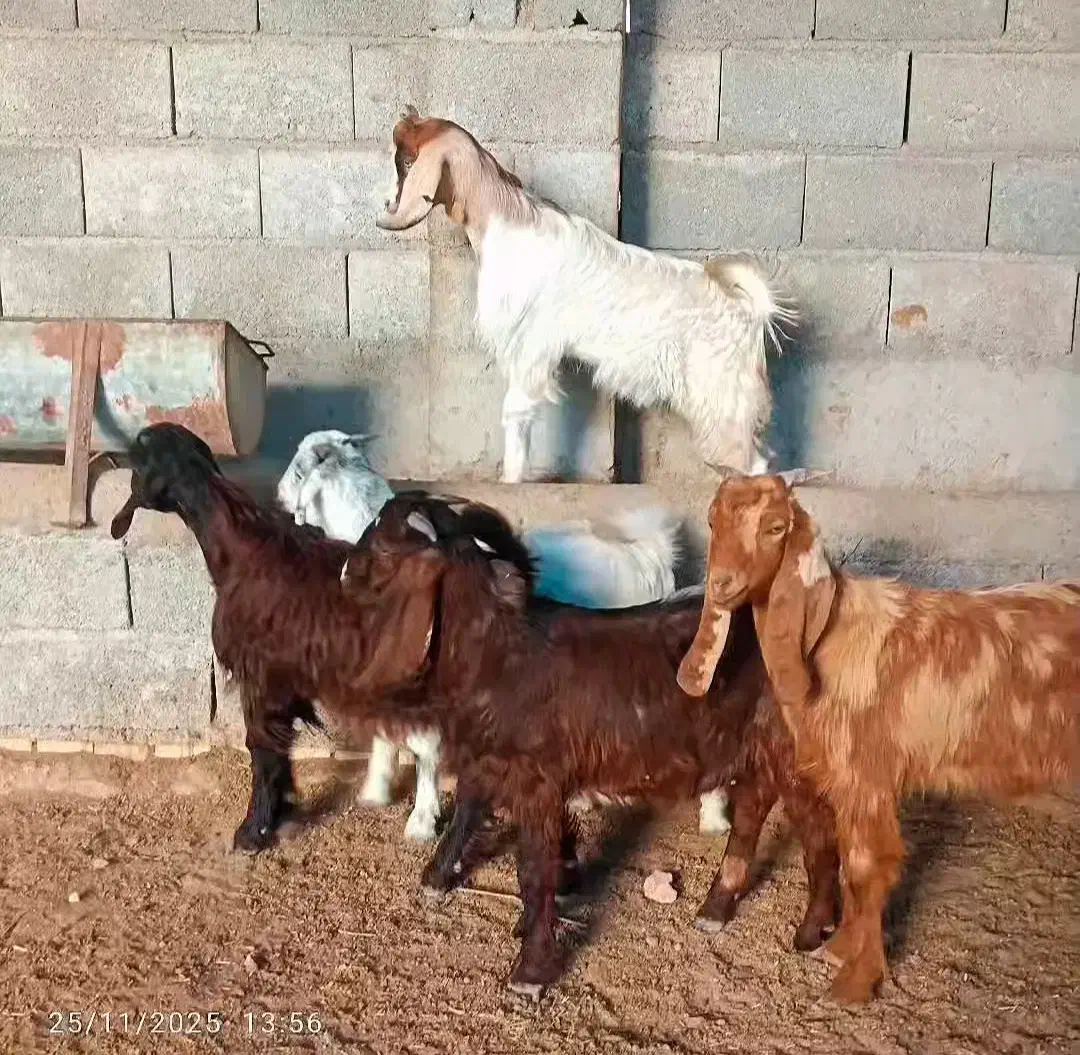 بزغاله های پای پروار|حیوانات مزرعه|گنبد کاووس, |دیوار