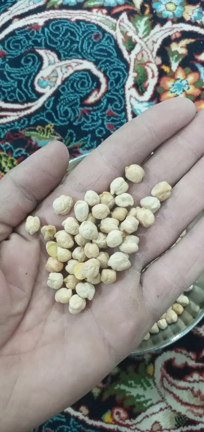 نخود سفید و درشت کشت امسال تمیز|خوردنی و آشامیدنی|خرمآباد, |دیوار