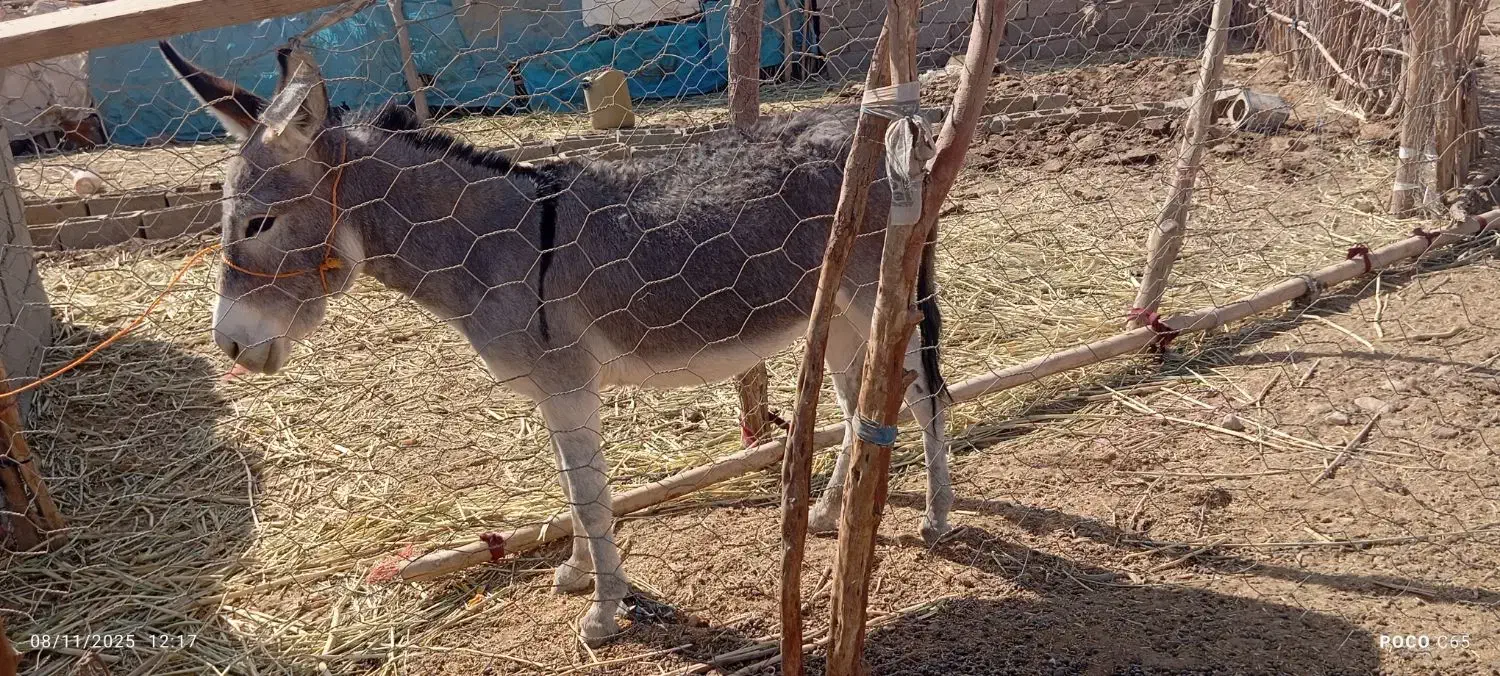 الاغ ماده|حیوانات مزرعه|ارزوئیه, |دیوار