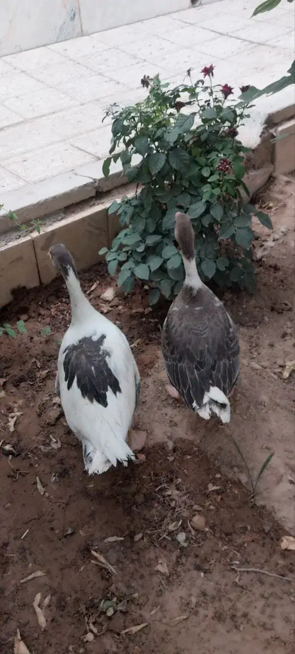 یک جفت غاز نر و ماده بالغ ۱ساله نزدیک تخم گزاری|حیوانات مزرعه|اصفهان, دهنو|دیوار