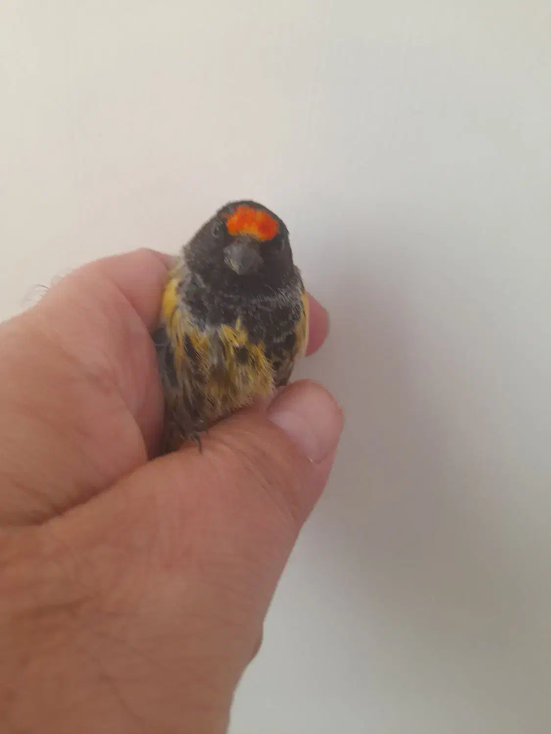 گلبسر  سهره قناری|پرنده|تهران, افسریه شمالی|دیوار