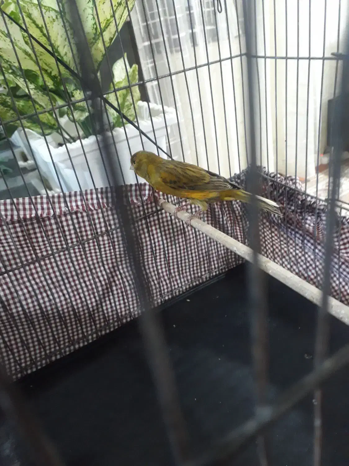 قناری نر بخون|پرنده|اردبیل, |دیوار