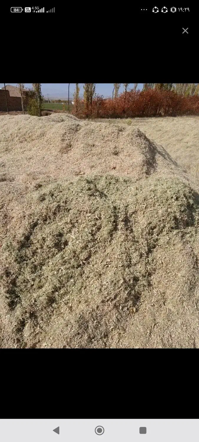 فروش کاه لوبیا قرمزخشکو بدون علف|لوازم جانبی حیوانات|دوتپه, |دیوار