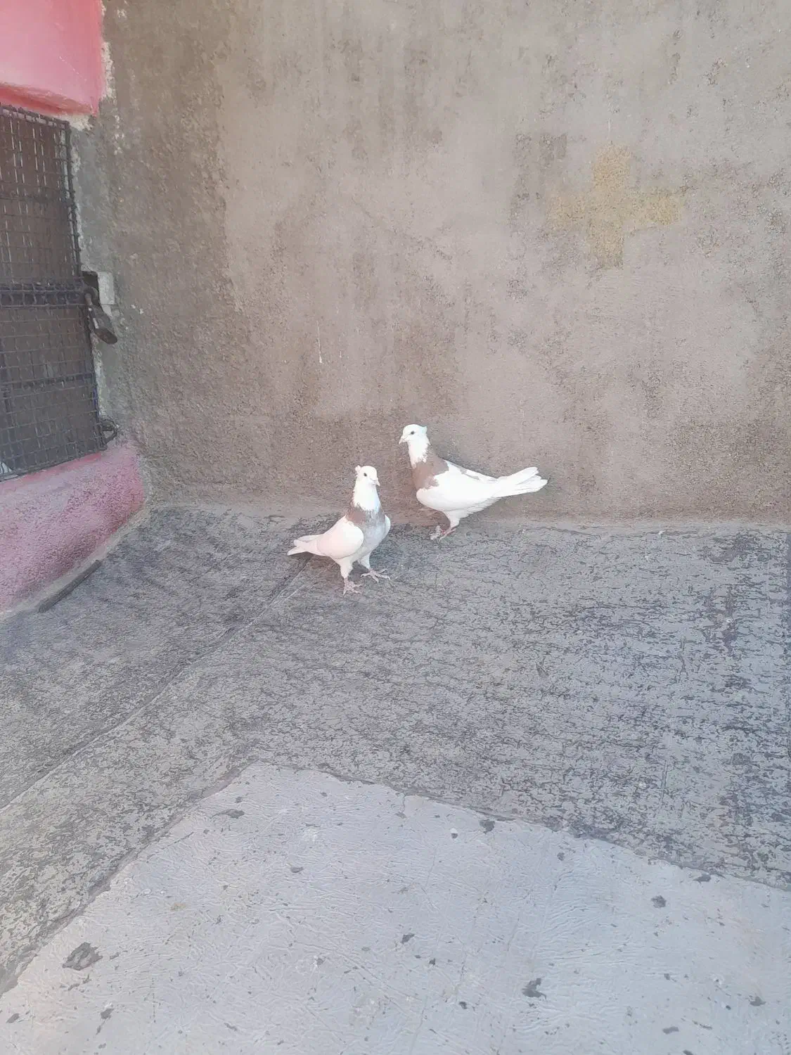 کبوتر|پرنده|ابهر, |دیوار