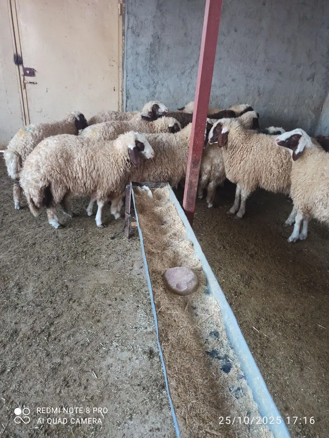 ۹ عدد بره داشتی سنجابی|حیوانات مزرعه|حمیل, |دیوار