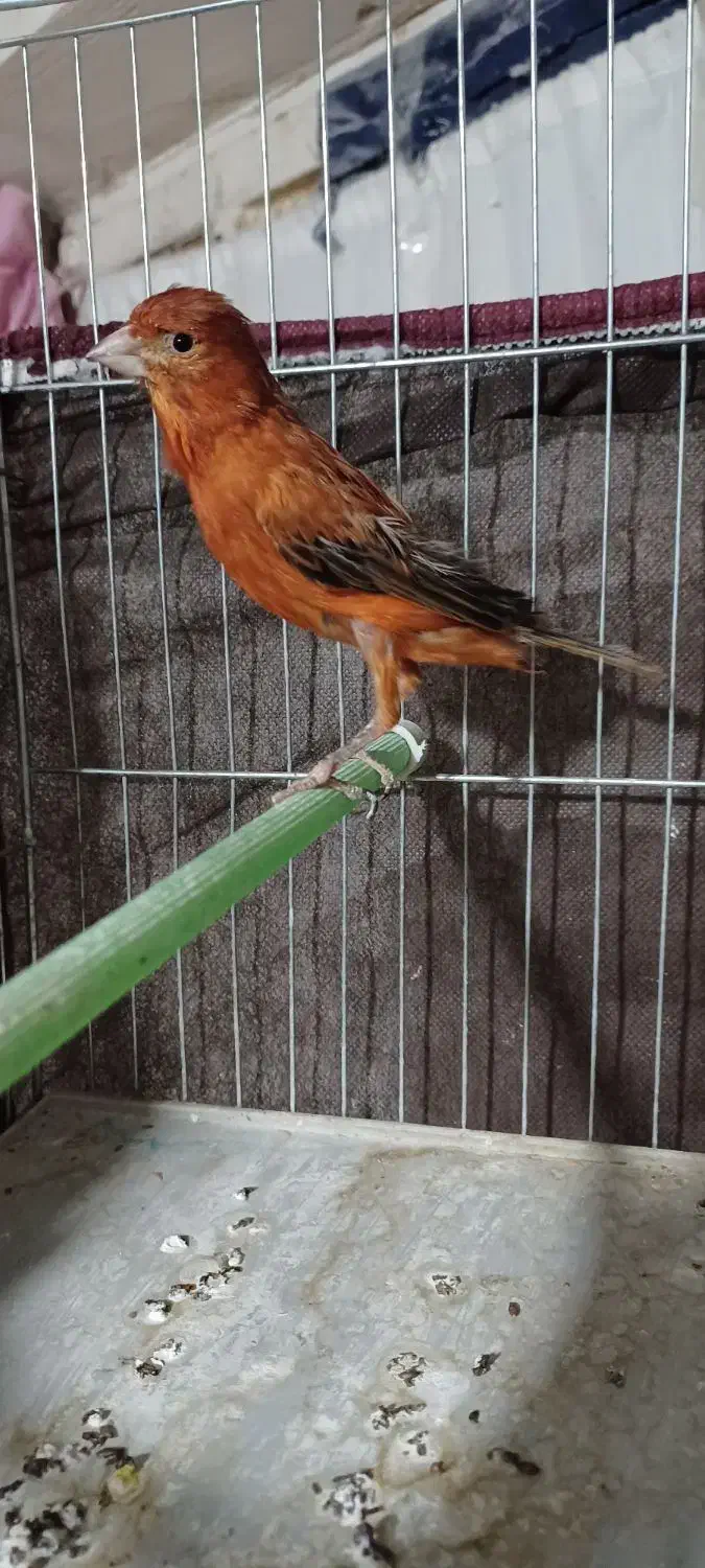 قناری نر سوخته قدار|پرنده|اردبیل, |دیوار