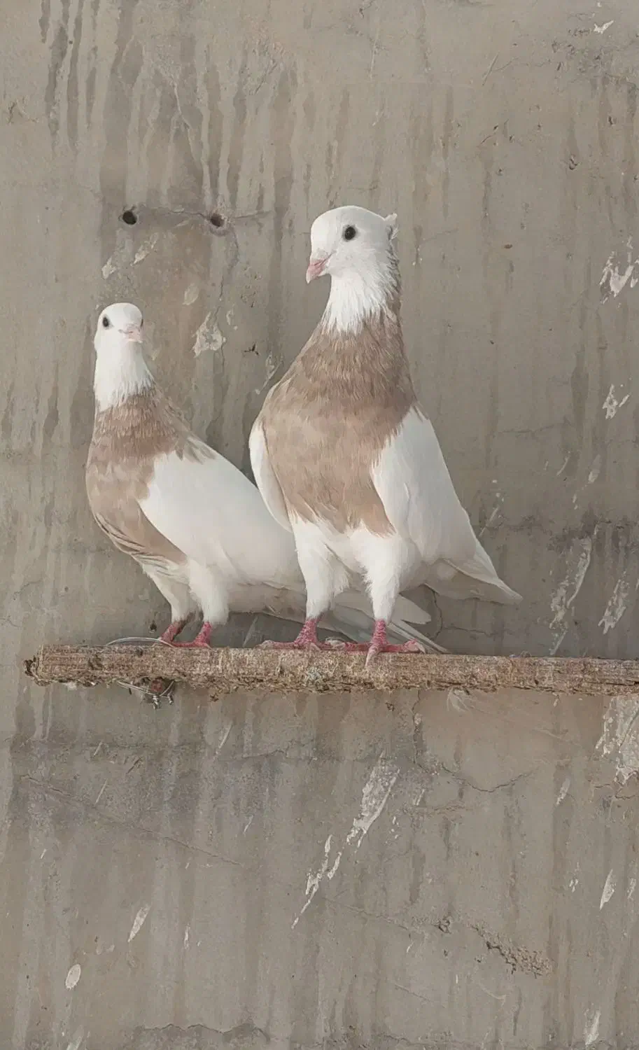 طوقی|پرنده|امیدیه, |دیوار