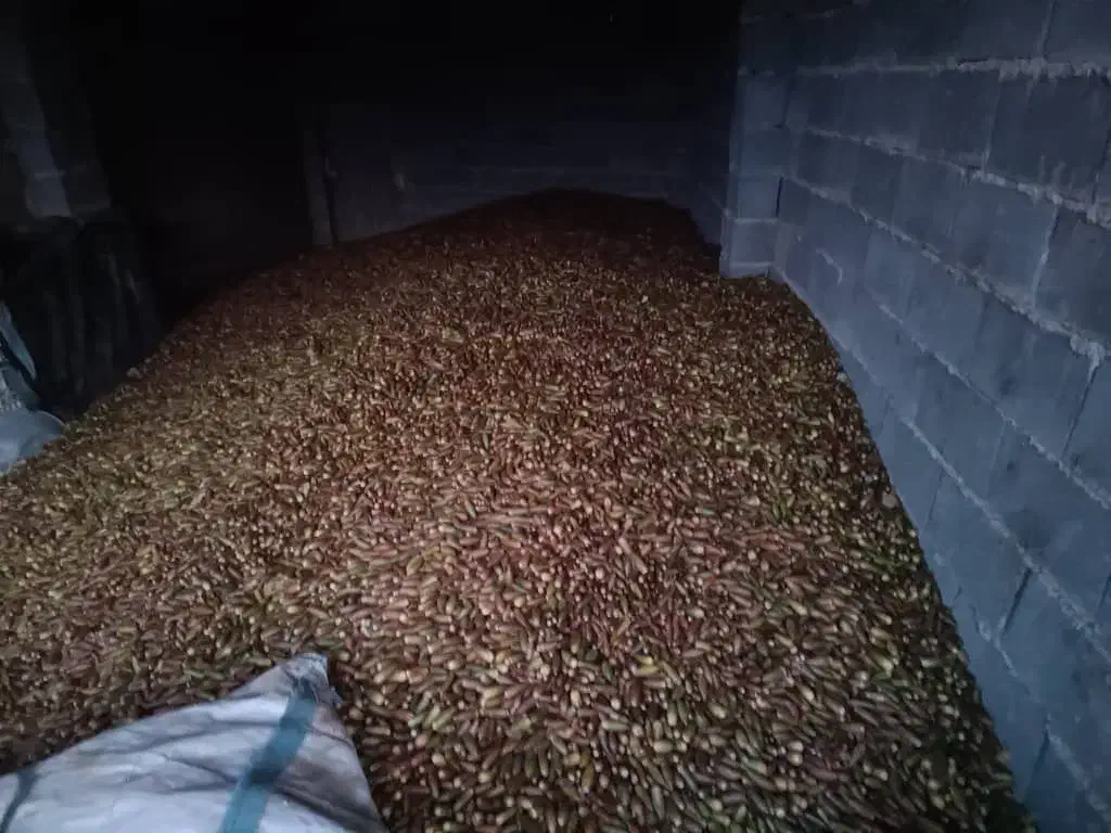 بلوط یاسوج|عمدهفروشی|یاسوج, |دیوار