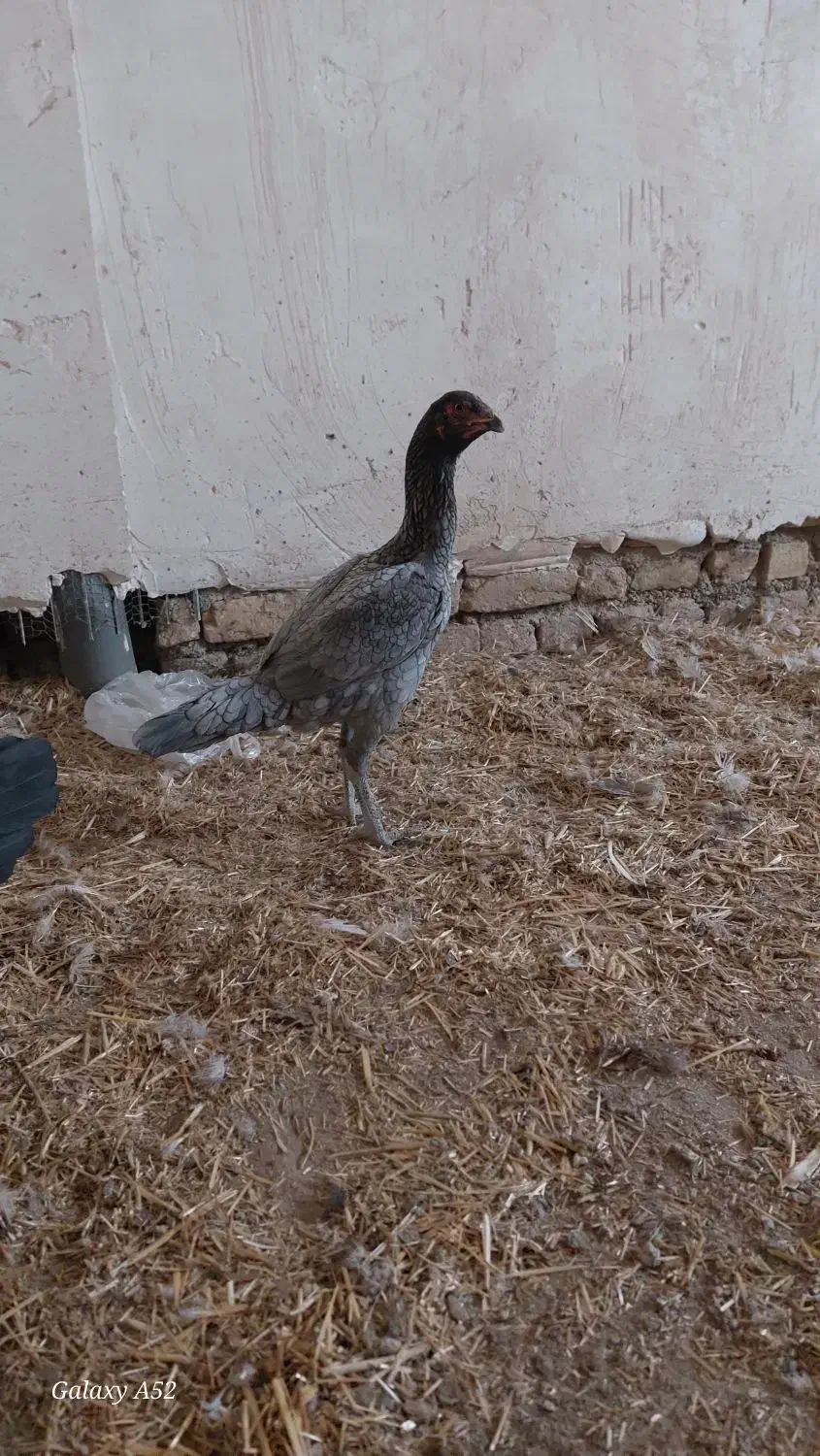 مرغ لاری|حیوانات مزرعه|پیشوا, |دیوار