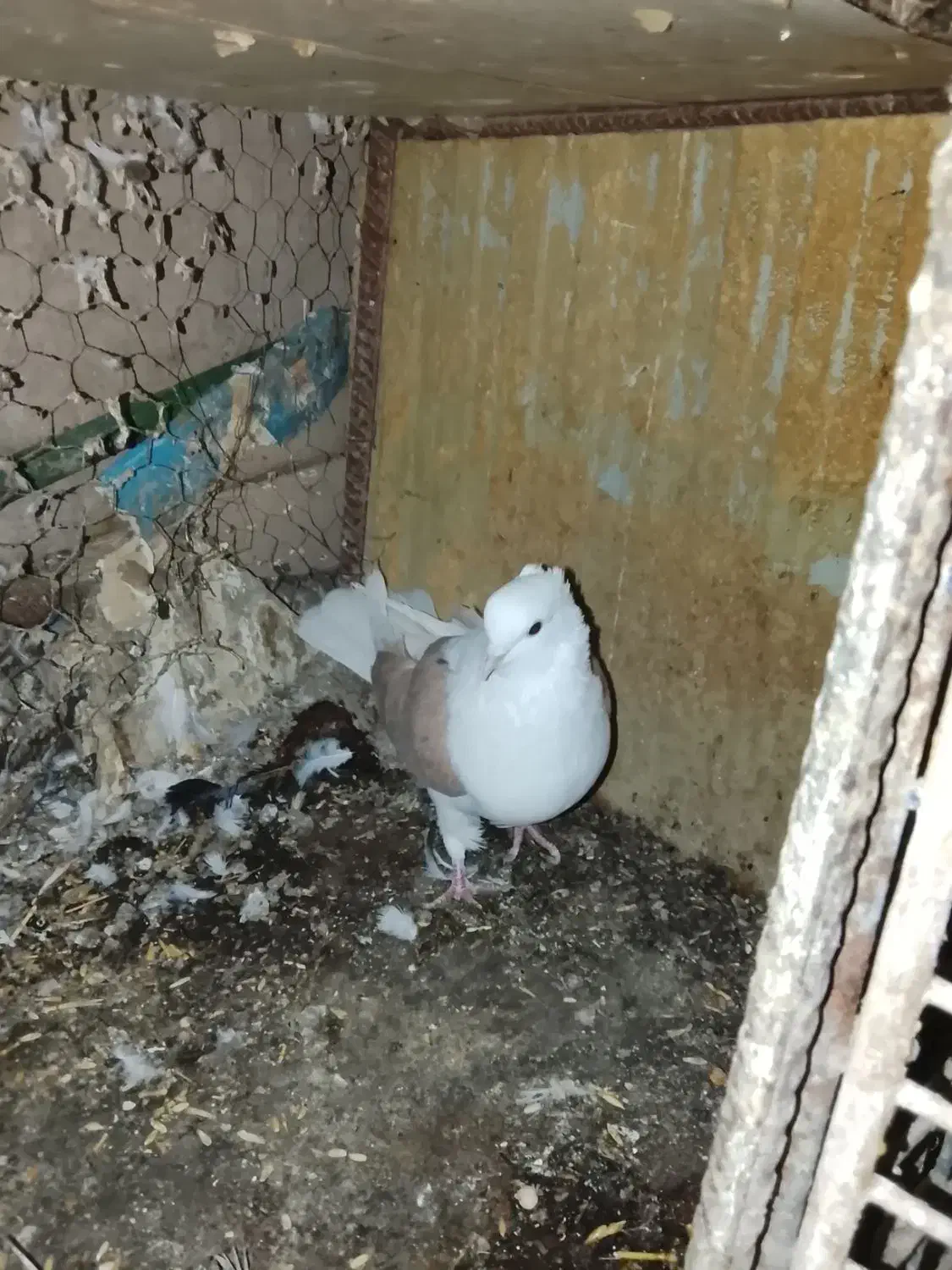 پوشداره زردوساه|حراج|میانه, |دیوار