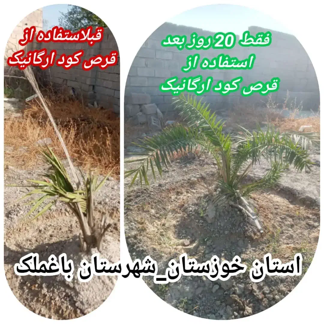 کارشناس کشاورزی،باغداری،گلخانه|خدمات باغبانی و درختکاری|اصفهان, سنبلستان|دیوار