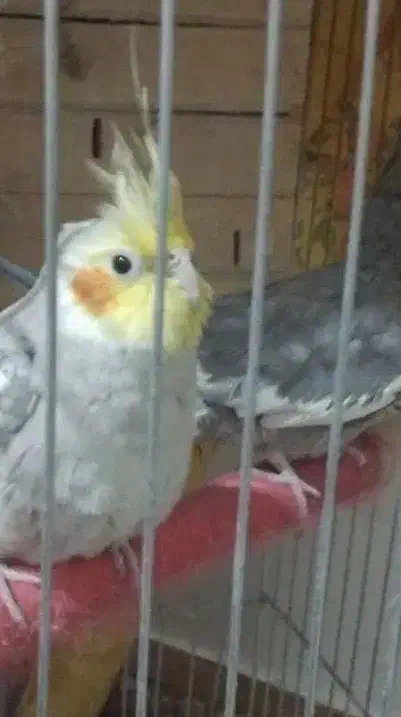 یک جفت عروس هلندی سالم همراه با قفس|پرنده|مشکیندشت, |دیوار