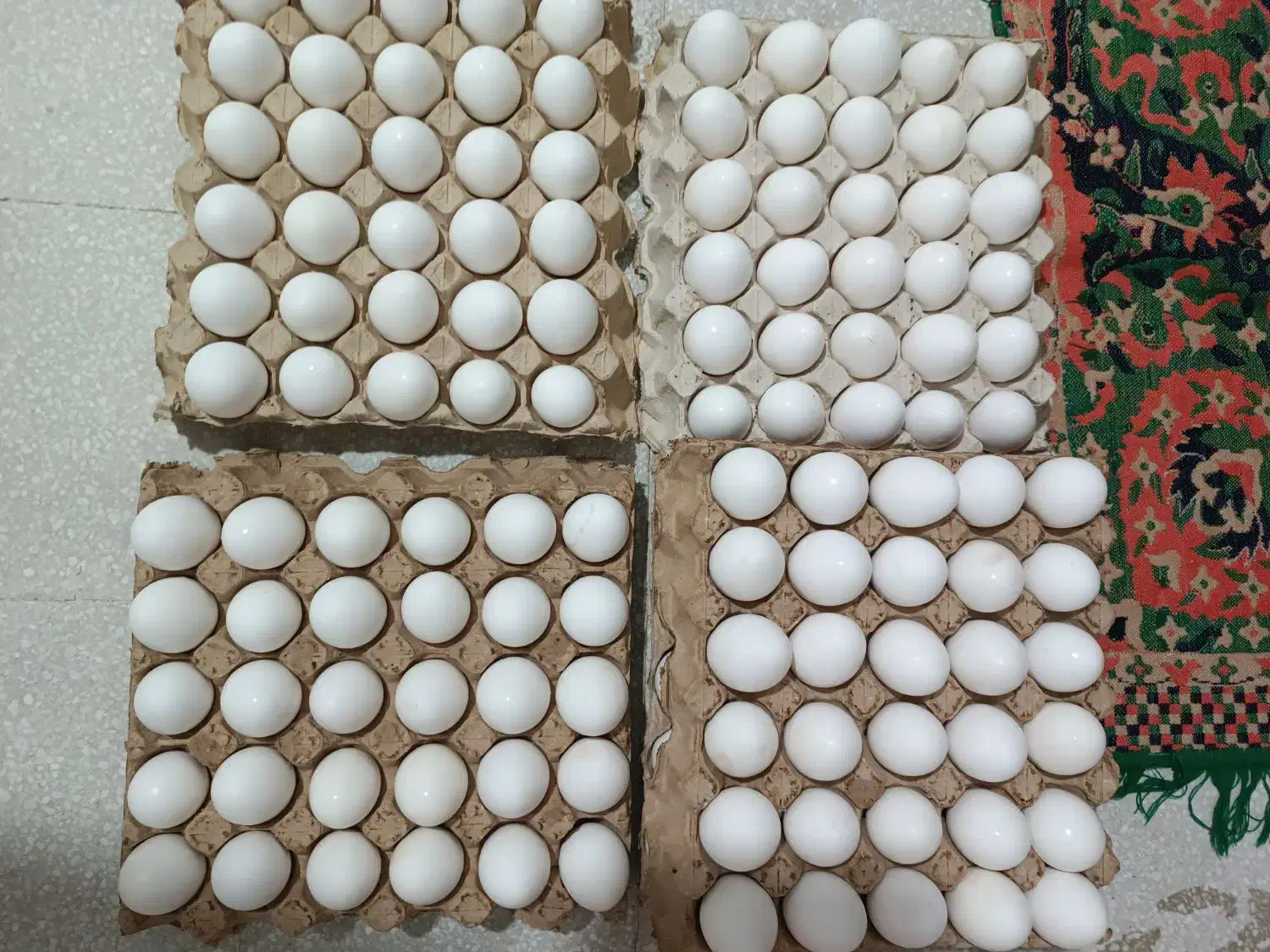 تخم مرغ روز از مرغ داری کیلویی ۸۰تومن|خوردنی و آشامیدنی|قم, خاکفرج|دیوار