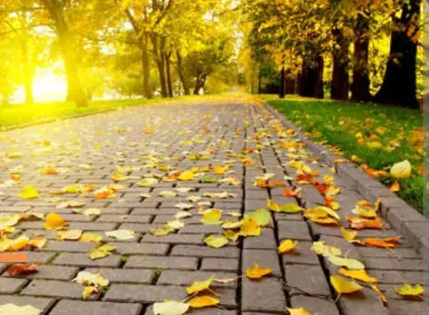 دو تن برگ درخت توت خیلی خیلی تمیز|خدمات باغبانی و درختکاری|تربت‌حیدریه, بوستان باغ ملی|دیوار