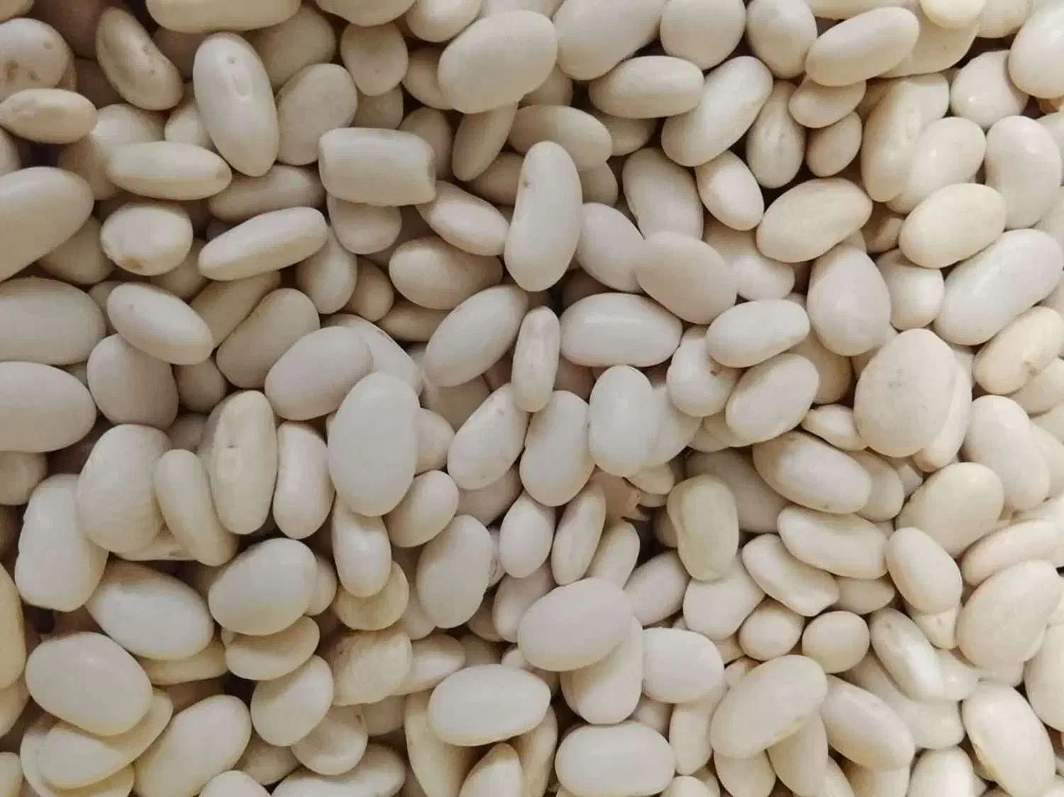 حبوبات ممتاز امامی|خوردنی و آشامیدنی|پیشوا, |دیوار