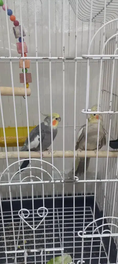 عروس هلندی نر و ماده|پرنده|تبریز, |دیوار