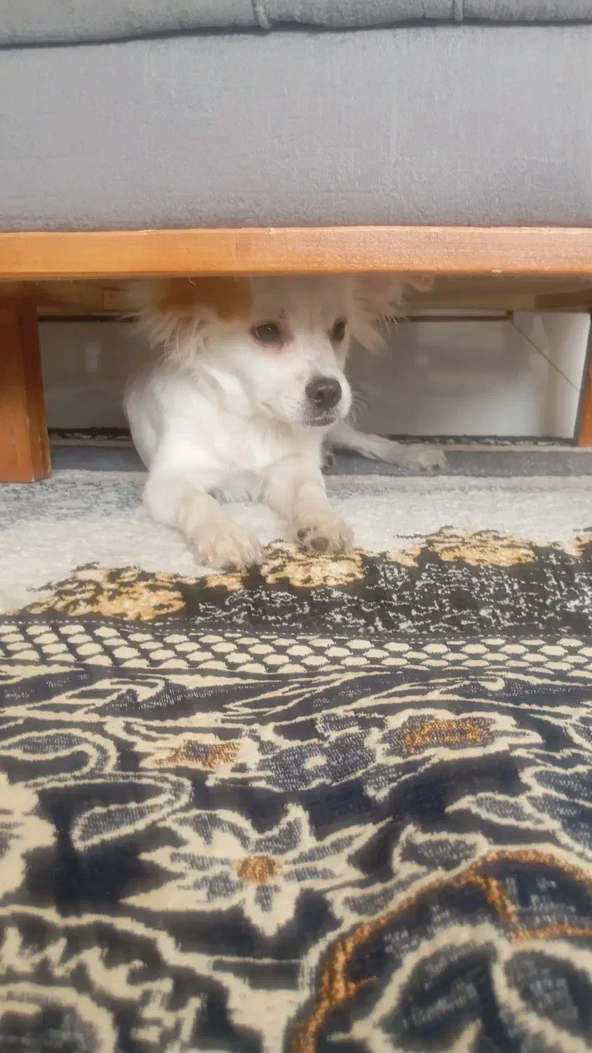 سگ پامر بومی نر هشت ماهه|سگ|ابریشم, |دیوار