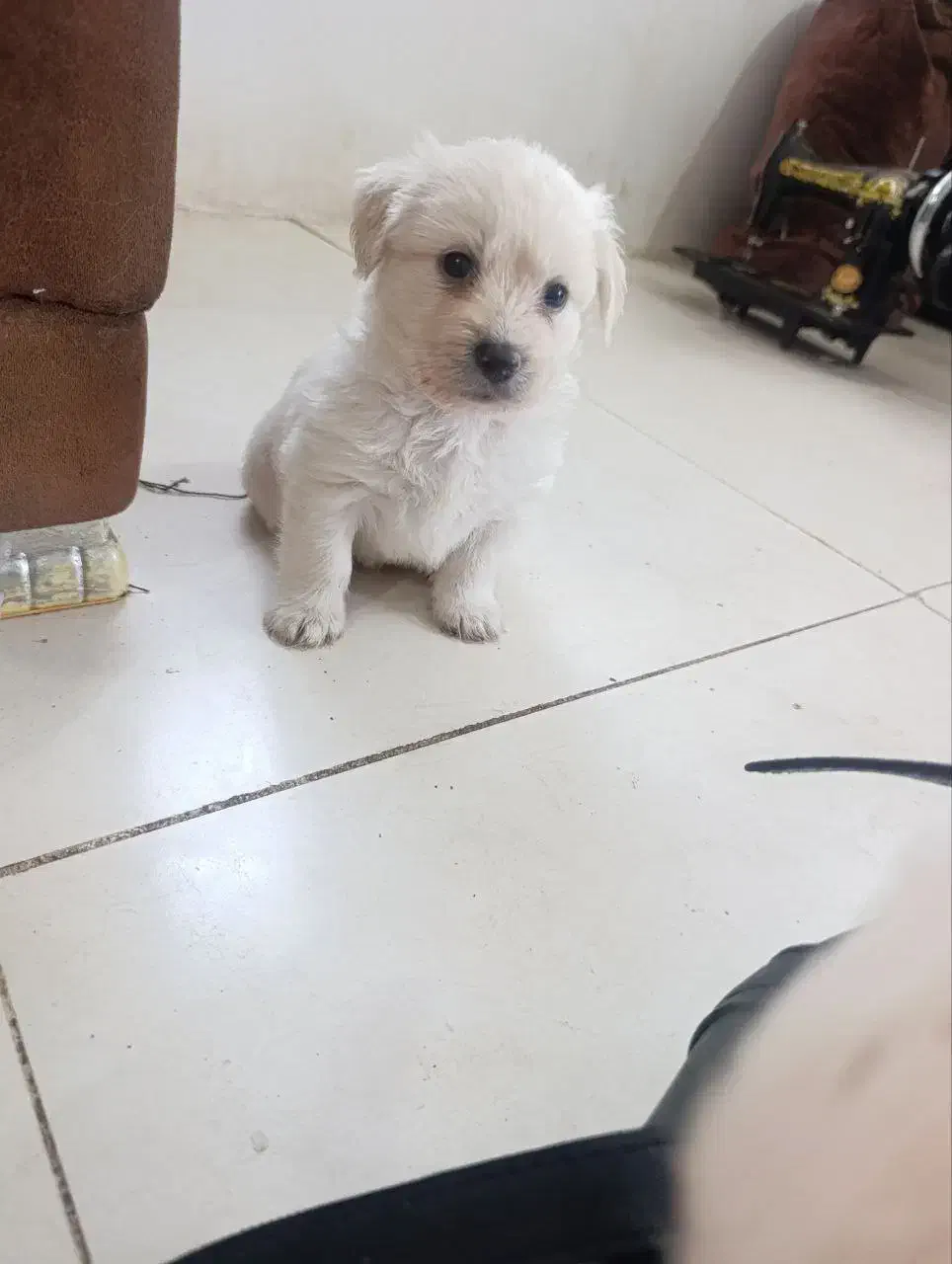 سگ شیتزو تریر پشمالو اصل|سگ|رشت, پاستوریزه|دیوار