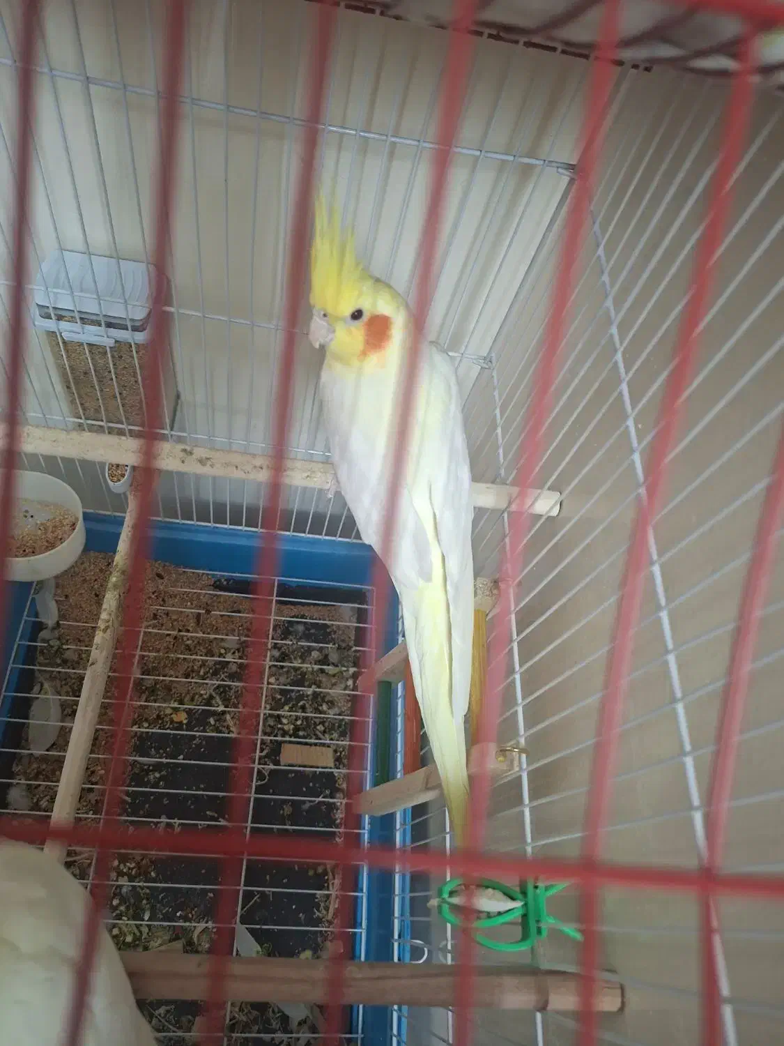 عروس هلندی لوتینو|پرنده|اهواز, کوی جواهری|دیوار