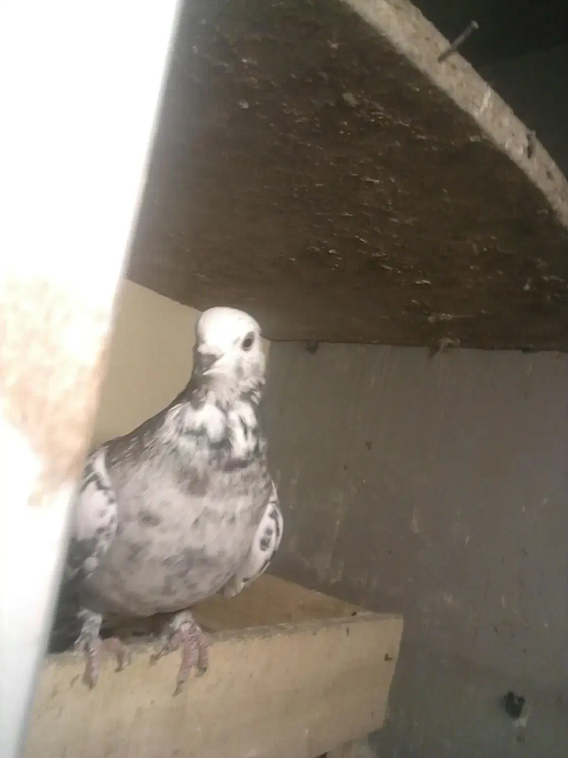 کبوتر گم شده پربسته|حیوانات|تهران, استاد معین|دیوار