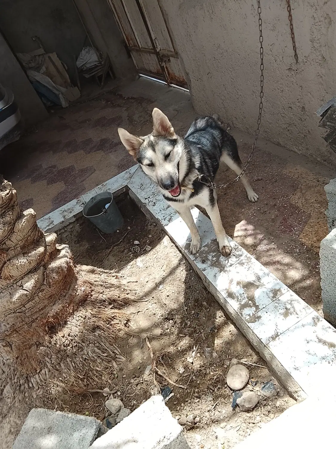 سگ ژرمن|سگ|برازجان, |دیوار