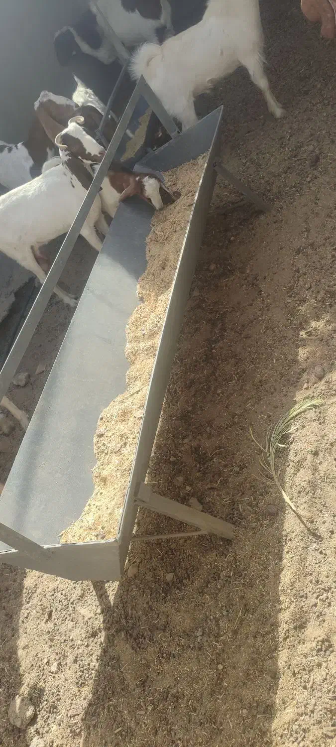 سلام گوسفندهای شما را نقدن خریدارم|حیوانات مزرعه|ریگان, |دیوار