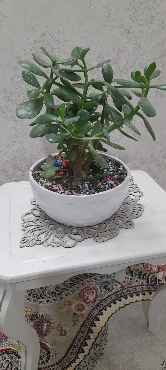 گلدان|گل و گیاه طبیعی|ویلکیج, |دیوار