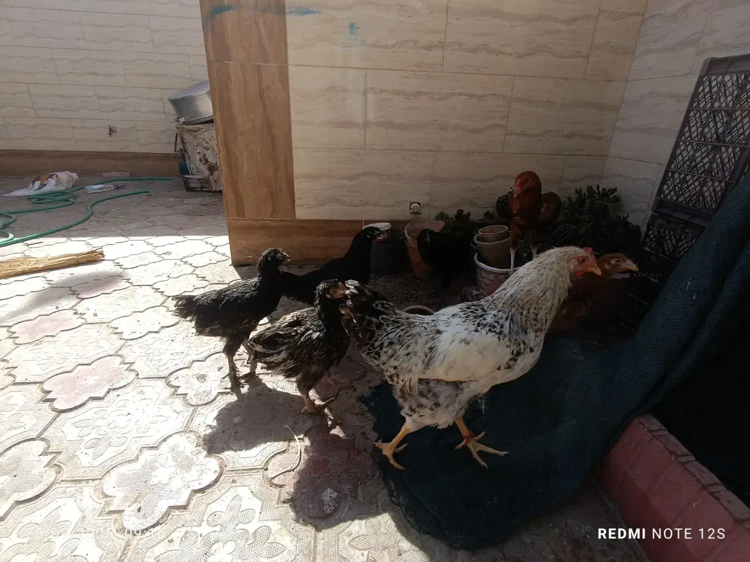 جوجه مرغ و خروس ۷ ماهه و لاری ۷ ماهه|حیوانات مزرعه|طبس, |دیوار