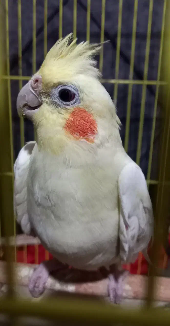 عروس هلندی|پرنده|چالوس, |دیوار