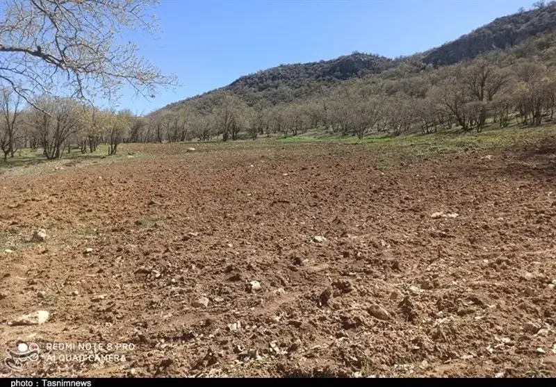 فروش زمین کشاورزی|فروش زمین و ملک کلنگی|دالاهو, |دیوار