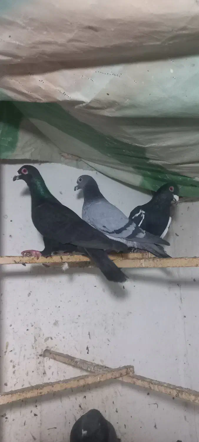 سه تا حیوان نر زربه|حیوانات|بجنورد, |دیوار