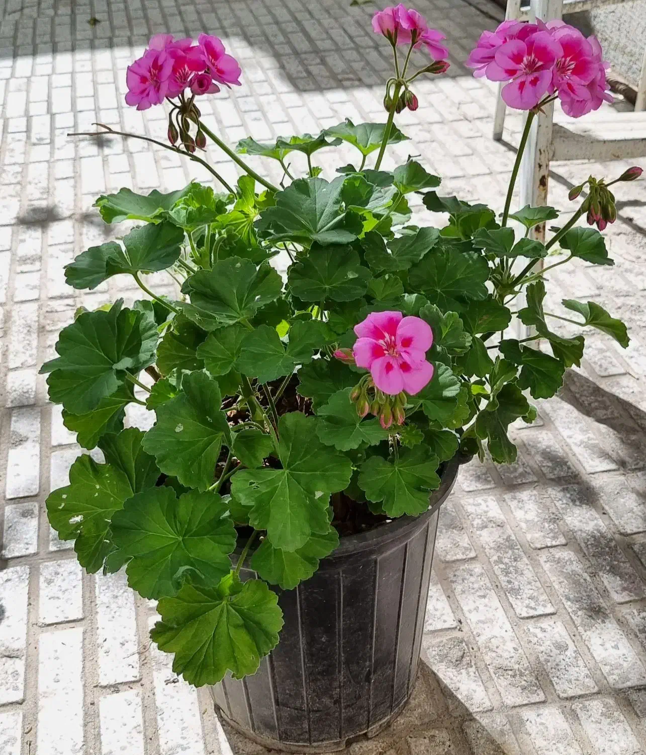 گل شمعدانی|گل و گیاه طبیعی|تبریز, |دیوار