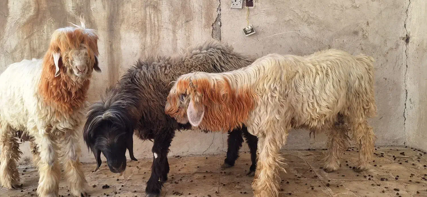 قوچ گله|حیوانات مزرعه|مسجد سلیمان, |دیوار