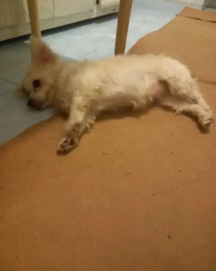 یک عدد سگ ماده گم شده|حیوانات|کرمانشاه, |دیوار