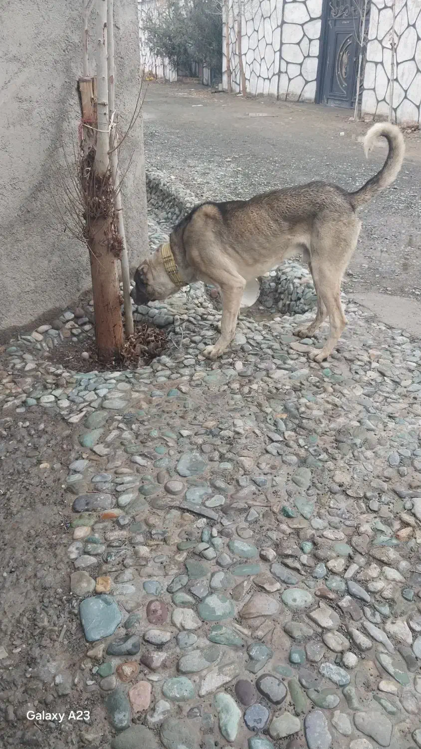 توله سراب|سگ|نسیم‌شهر, |دیوار