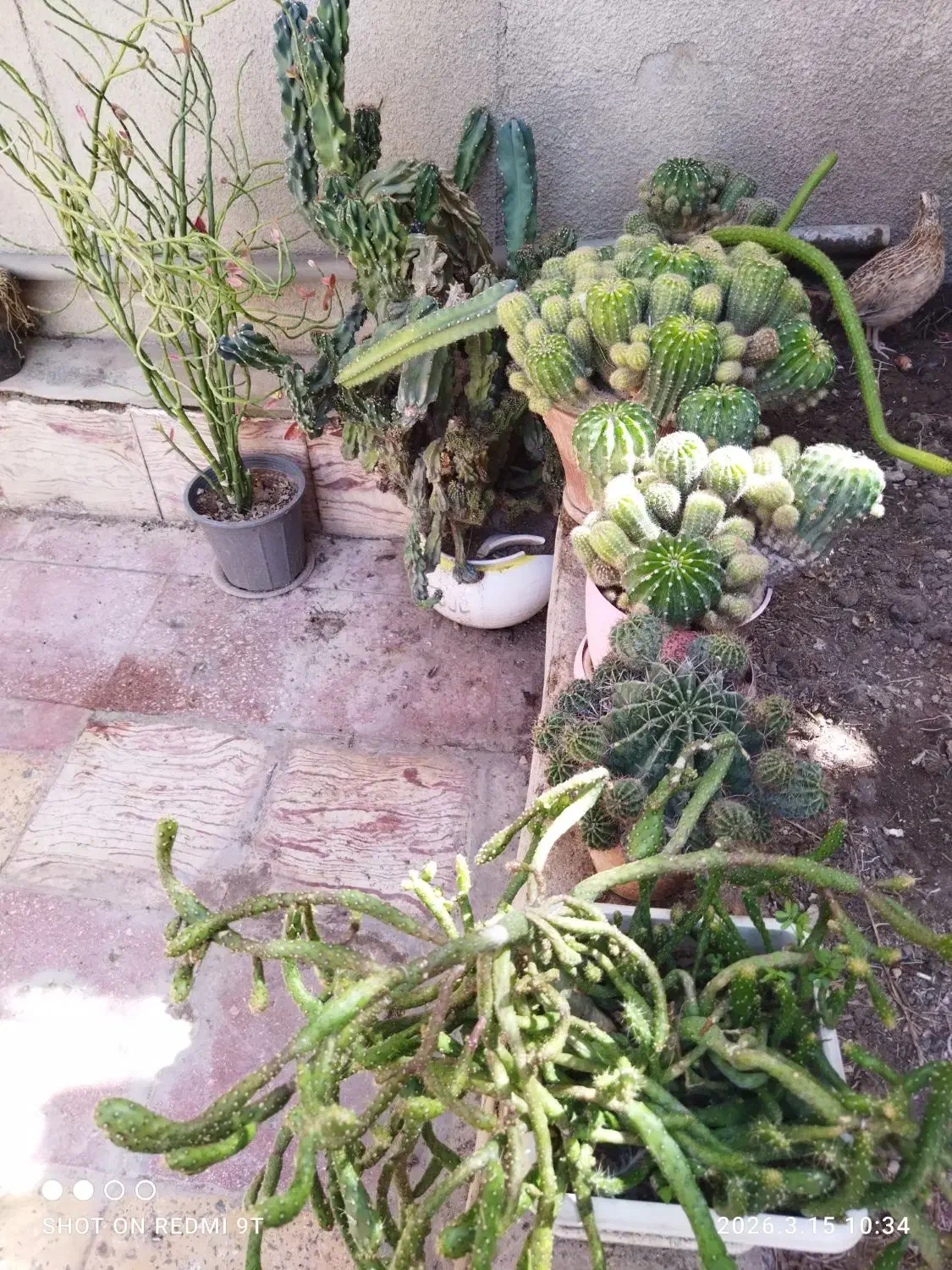 گل وگیاه|گل و گیاه طبیعی|جهرم, |دیوار