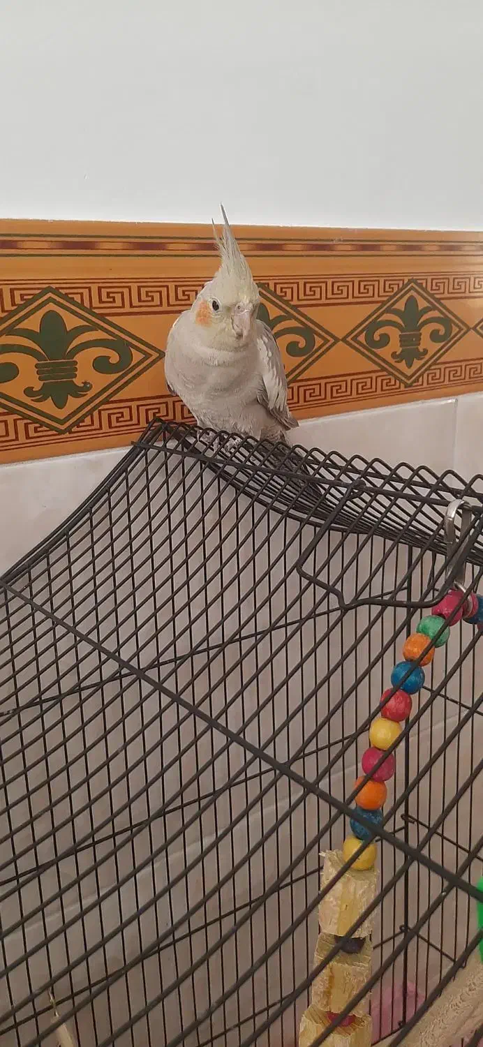 عروس هلندی|پرنده|بشاریات, |دیوار