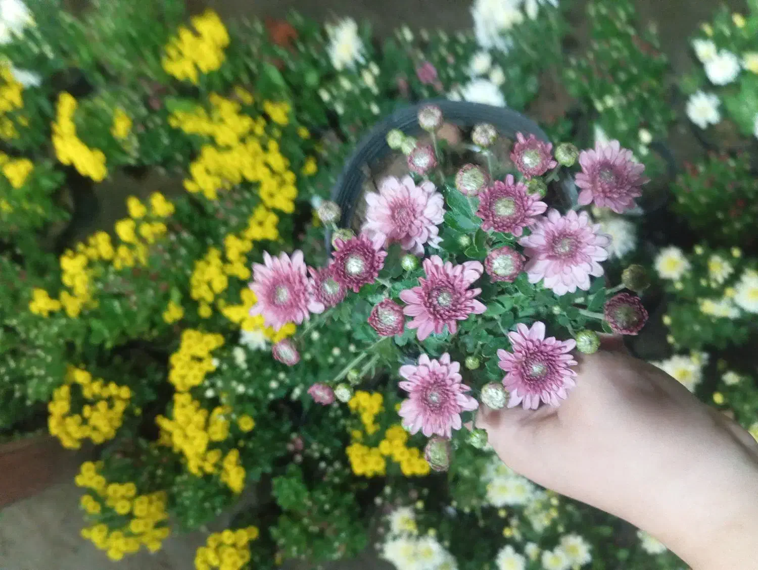 گل داوودی خیلی پر بوته ۵۰ تومن|گل و گیاه طبیعی|رشت, حمیدیان|دیوار