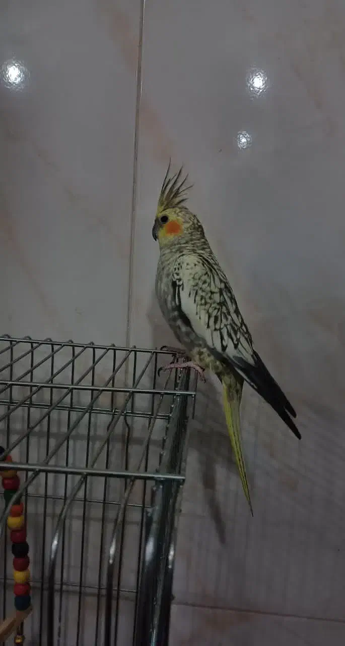 عروس هلندی|پرنده|اصفهان, عطار نیشابوری|دیوار