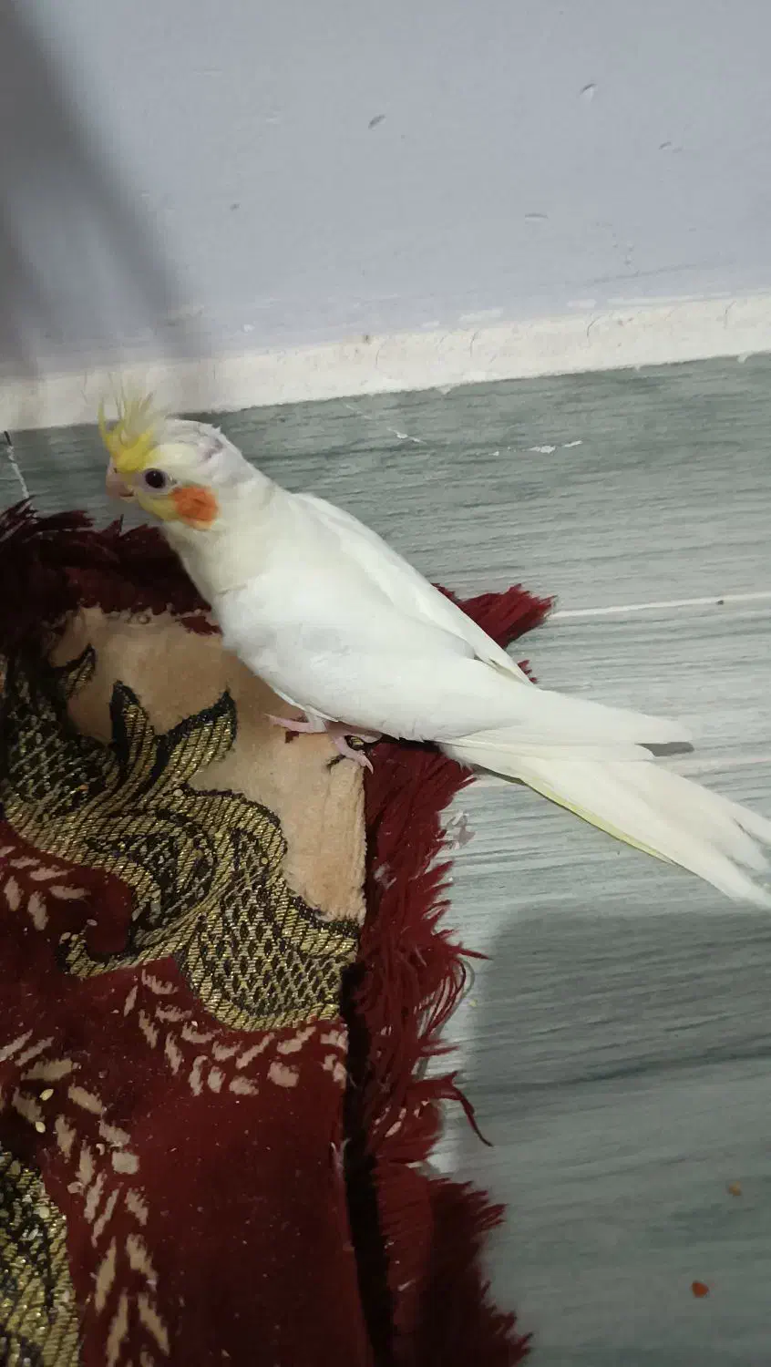 طوطی عروس هلندی جوجه|پرنده|قزوین, |دیوار