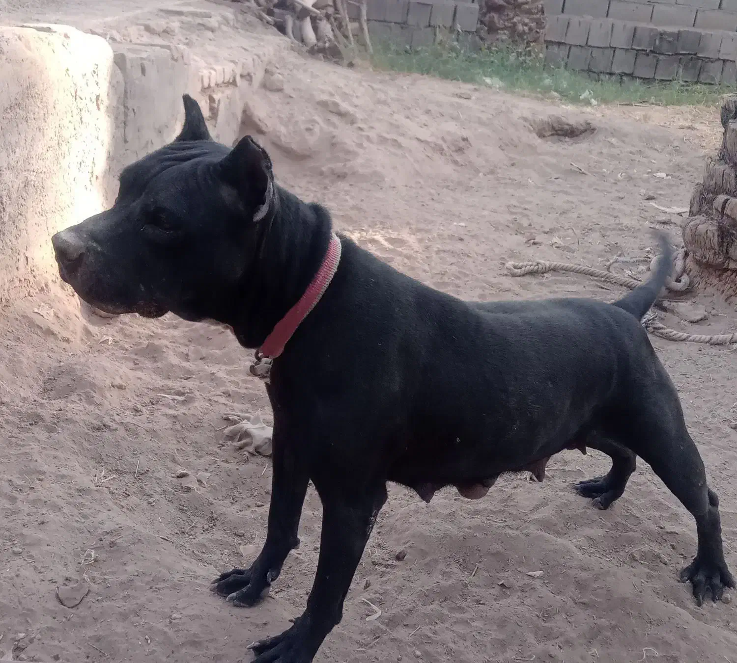 سگ پیتبول|سگ|کرمان, |دیوار