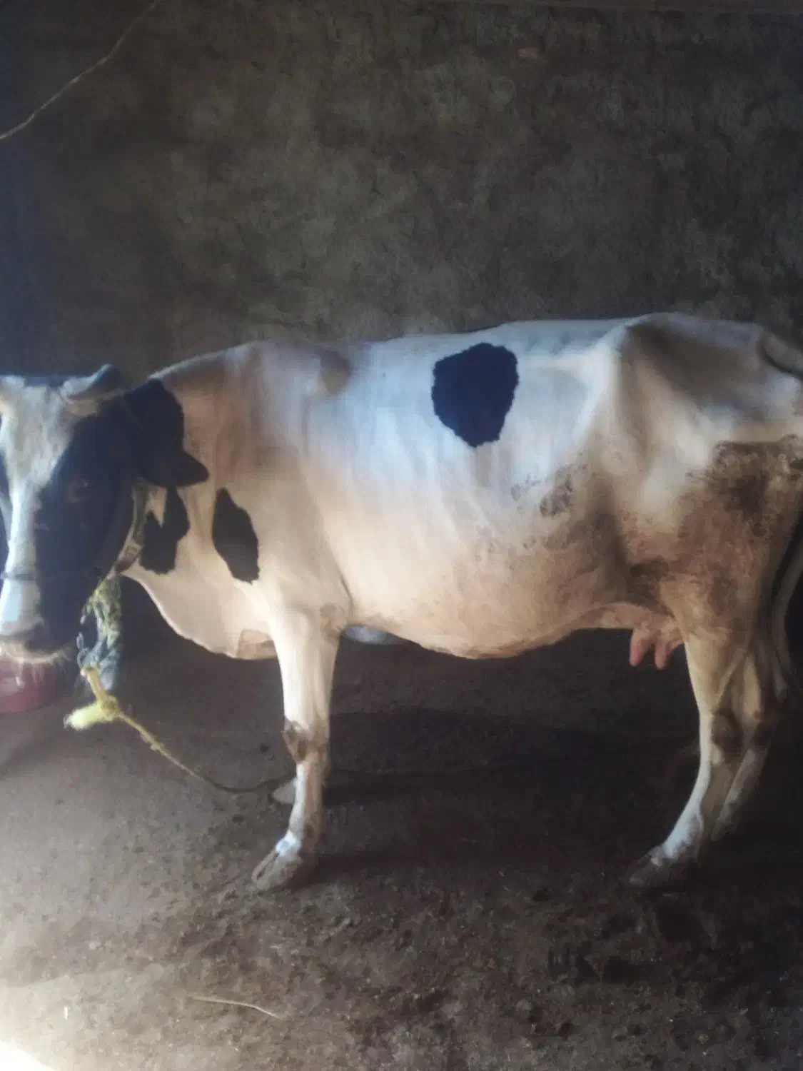 فروش فوری گاو و گوساله نر هلشتاین|حیوانات مزرعه|مسجد سلیمان, |دیوار