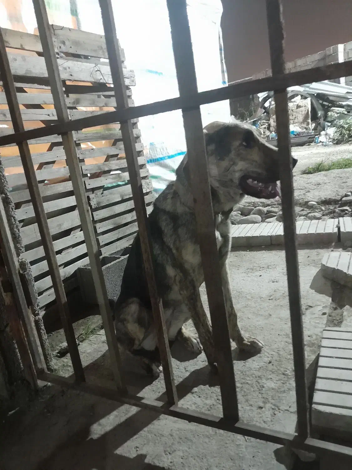 واگذاری توله ۷ماهه سرابی ماده|سگ|رشت, حومه رشت|دیوار