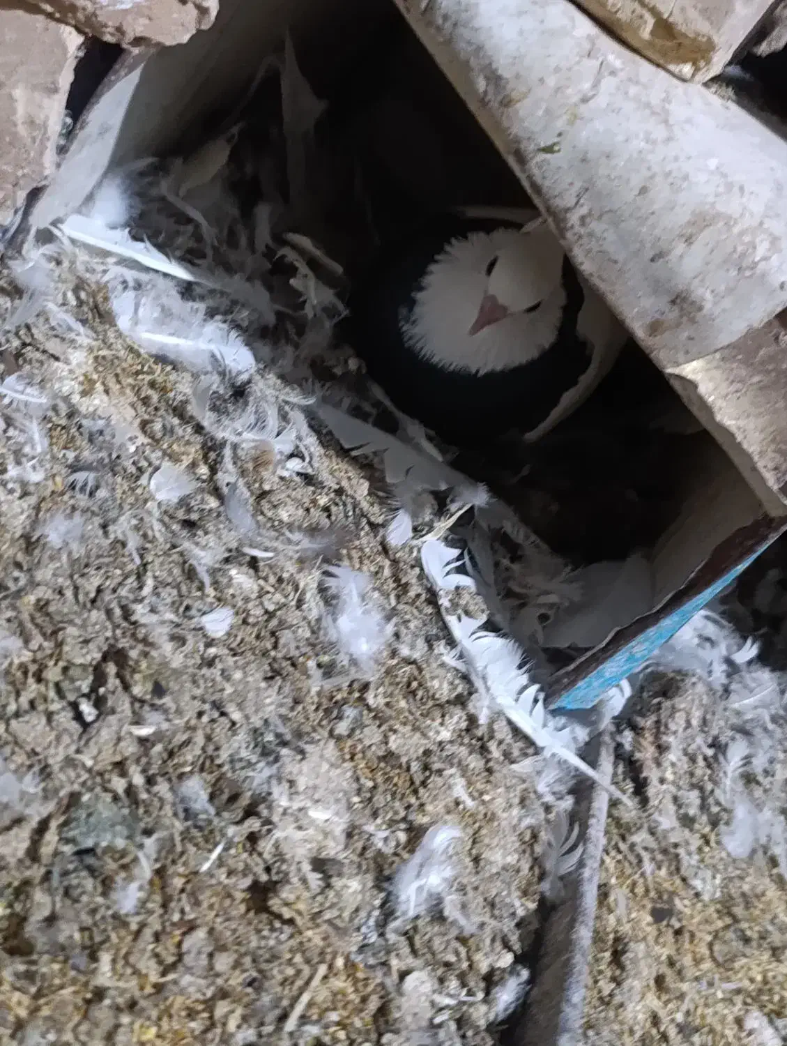 کبوتر|پرنده|خوسف, |دیوار