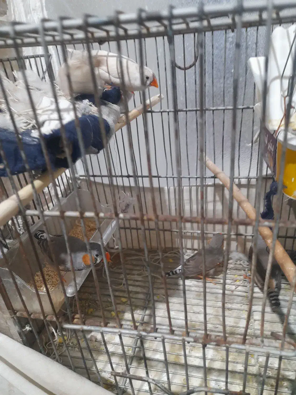 فنچ|پرنده|قم, شهر قائم|دیوار