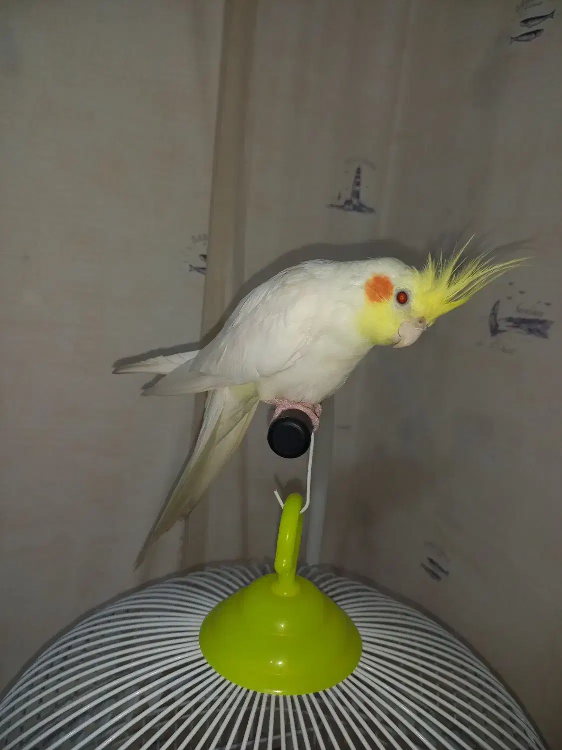 گمشد محدود طلاب|حیوانات|مشهد, گلشور|دیوار