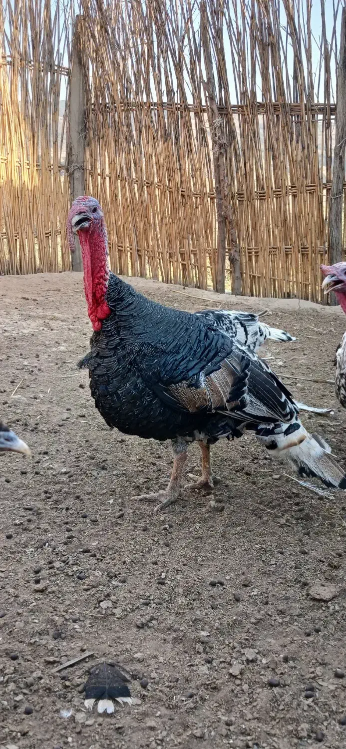 فروش بوقلمون|حیوانات مزرعه|فراغی, |دیوار