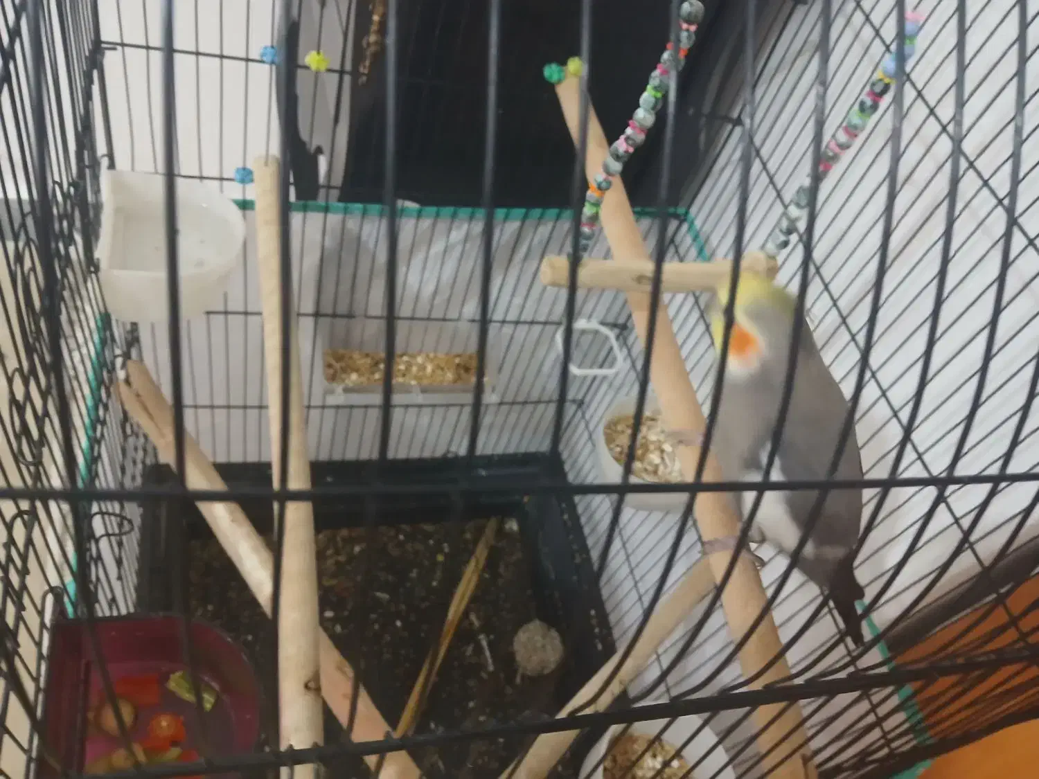 عروس هلندی نر|پرنده|کنگاور, |دیوار