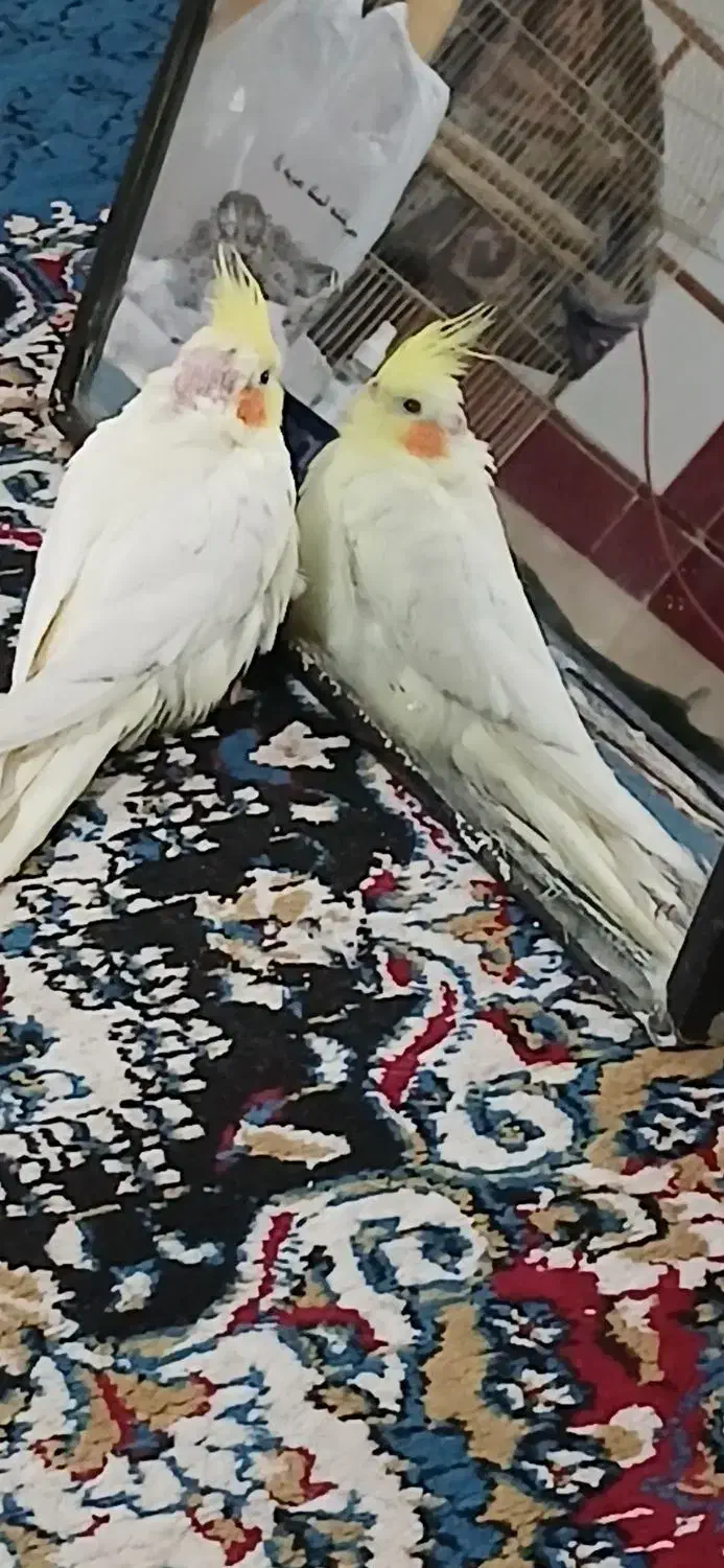 عروس هلندی گمشده|حیوانات|شوشتر, |دیوار