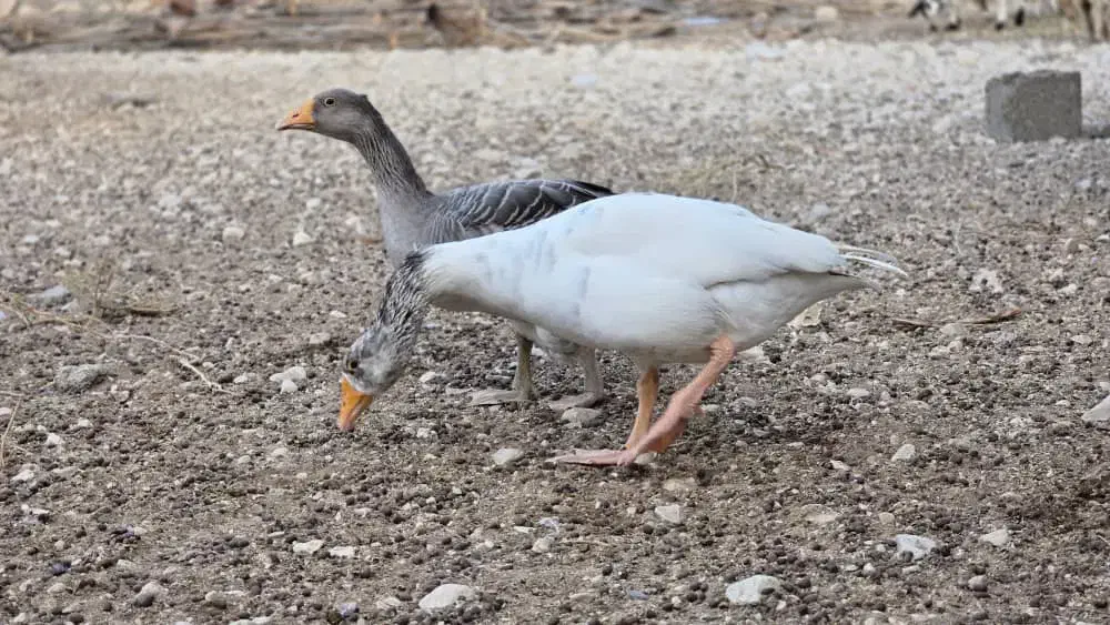 غاز|حیوانات مزرعه|خورموج, |دیوار